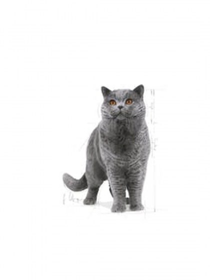 FBN BRITISH SHORTHAIR_web3